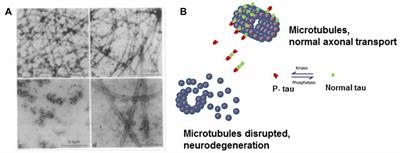 Hyperphosphorylation of Tau Associates With Changes in Its Function Beyond Microtubule Stability